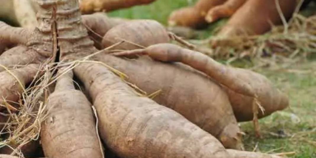 Birçok ülke ekmek yerine bunu yiyor! Hem daha sağlıklı hem lezzetli: Yiyen doktor yüzü görmüyor 6